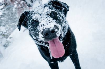 Playing with the snow