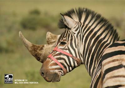 "Niente potrà riportarli. Salviamo i rinoceronti", Agenzia Stick, Sud Africa 