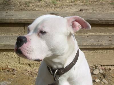 American_Bulldog-wikipedia
