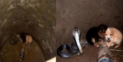 cuccioli pozzo