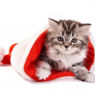 gatto natale
