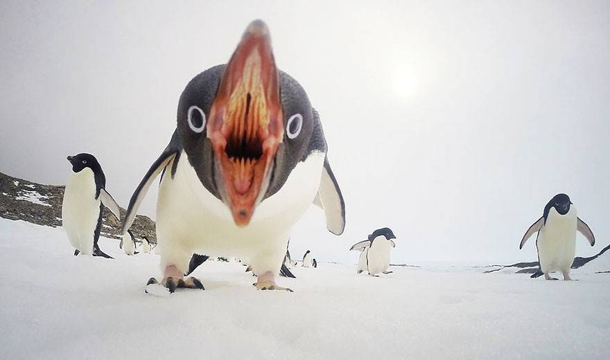 nationale- pinguino 2