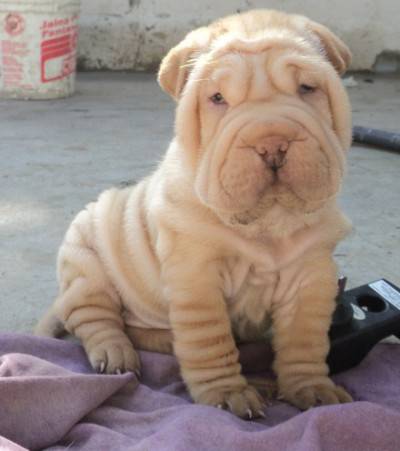 Shar pei