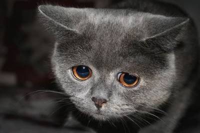 gatto-triste