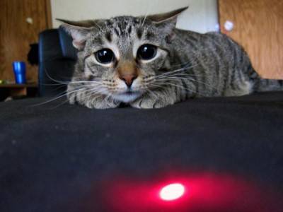regole-gatto-gioca-laser