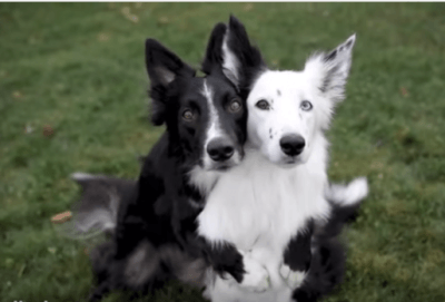 scatto perfetto cani