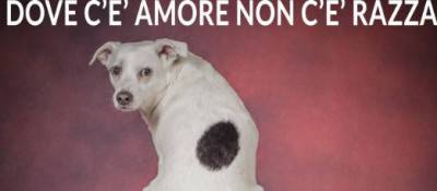 Amore cane
