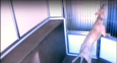 Cane scappa dal canile