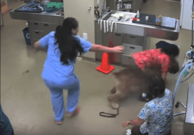 Cane scappa dal veterinario