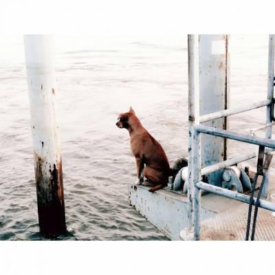 Il cane che aspetta in riva al fiume