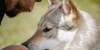 Incontrare-un-lupo-Mauro-Bassano-660x330
