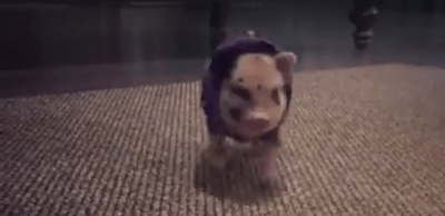 Il maialino che corre (Screenshot Video)