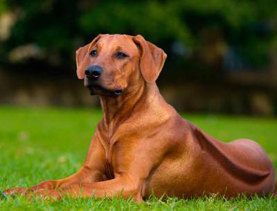 RHODESIAN RIDGEBACK