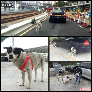 cane abbandonato bufala