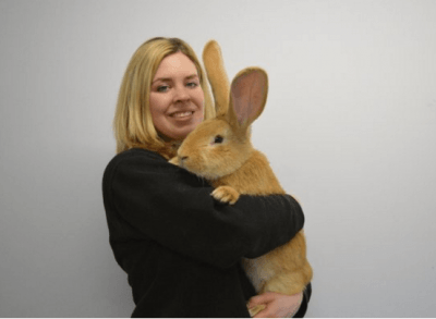 coniglio gigante