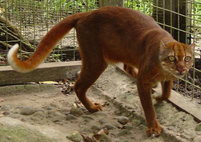 Gatto dorato del Borneo@Wikipedia