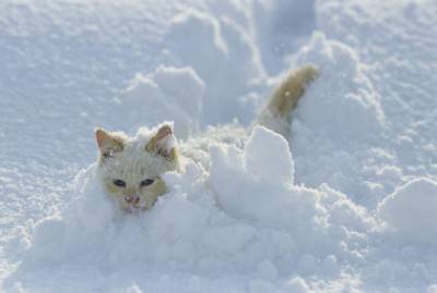 gatto-neve
