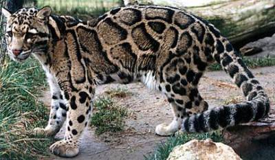 Leopardo nebuloso@Wikipedia
