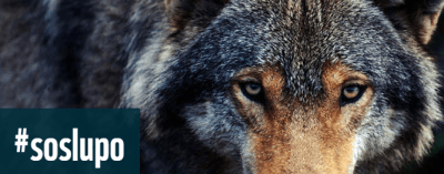 lupo