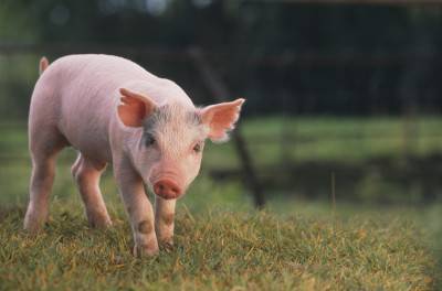 Yorkshire and Hampshire Mixed Breed Piglet