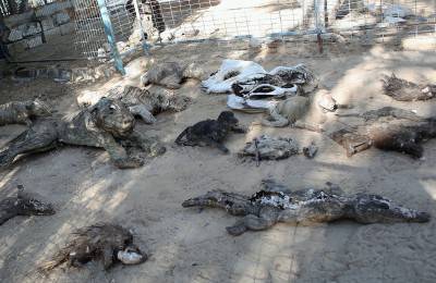 The bodies of dead and mummified animals are seen at a zoo in Khan Yunis, in the southern Gaza Strip on March 5, 2016. / AFP / SAID KHATIB (Photo credit should read SAID KHATIB/AFP/Getty Images)