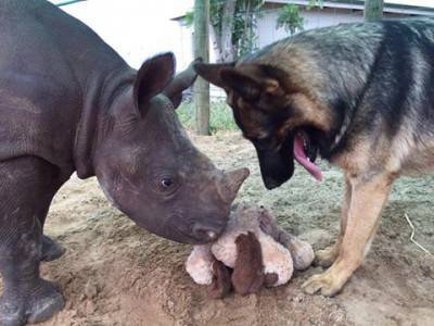 cane rinoceronte