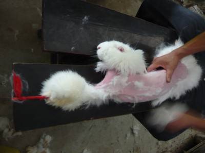 coniglipo angora