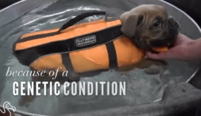 cucciolo non cammina