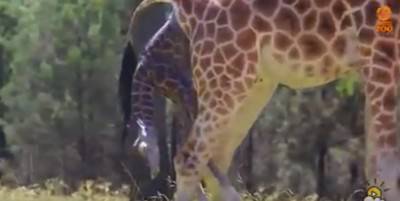 giraffa