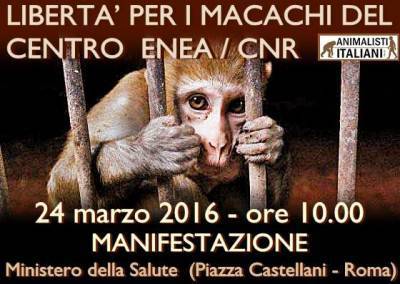 macachi lboratorio