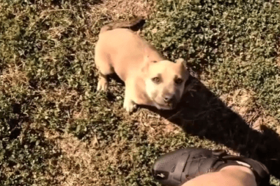 CUCCIOLO ABBANDONATO