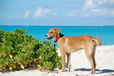 Potcake-Paddleboarding4