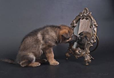 cane specchio