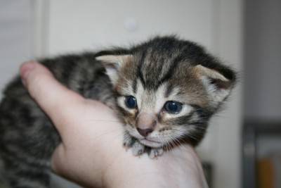 cuccioli gatti 2