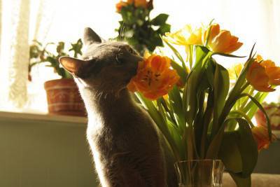 gatto-primavera2