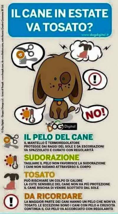 tosatura cane+