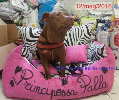 La principessa Palla (Foto Clinica DueMari)