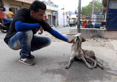 cane abbandonato strada