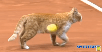 gatto tennis
