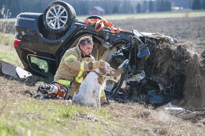 Vigile tranquillizza un cane dopo un incidente @firefightersday