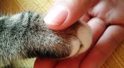 zampa-gatto-mano