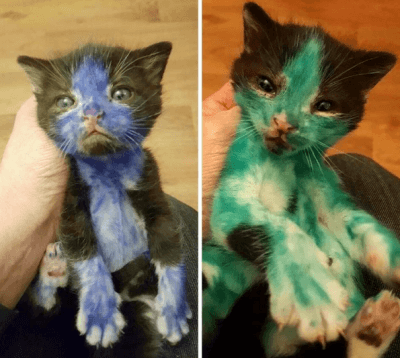 gatti colorati