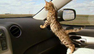 gatto che viaggia