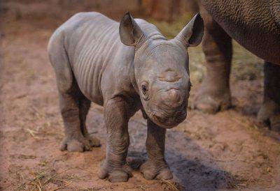 piccolo rinoceronte