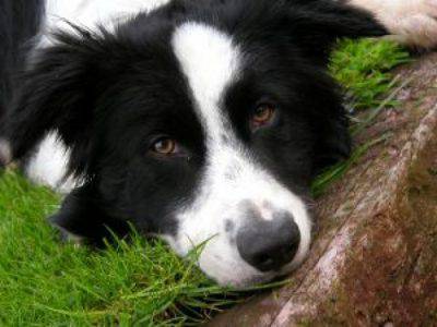 border-collie-jed_2473866