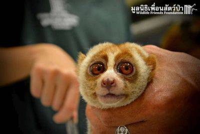 This little slow Boris nearly lost everything Ñ just so he could be someone's living plaything. Earlier this week, Wildlife Friends Foundation Thailand (WFFT) received a call about a slow loris who was surrendered to a rescue group after a passerby "found" him on a beach Ñ but, like many of WFFT's rescues, the story didn't quite add up. When the WFFT veterinary team finally examined the animal, who was later named Boris, it discovered the small primate was covered in ticks, and his wrist had been broken at some point. But perhaps most cruelly, his teeth had been painfully clipped out Ñ a common fate for captive slow lorises. Because of their big eyes and cuddly appearance, slow lorises are highly sought after as exotic pets and tourist attractions, both in Thailand and internationally. But slow lorises happen to be the world's only venomous primate, and can use their sharp teeth to inflict a nasty bite. (PICTURE BY©Wildlife Friends Foundation Thailand) PHOTOGRAPH PROVIDED BY IBERPRESS +39-3428017058 http://www.iber-press.com/ nimarafat@me.com