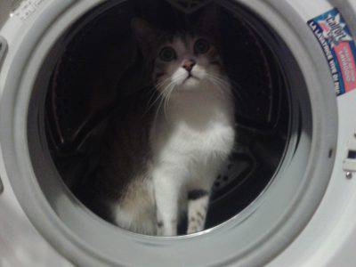 gatto lavatrice