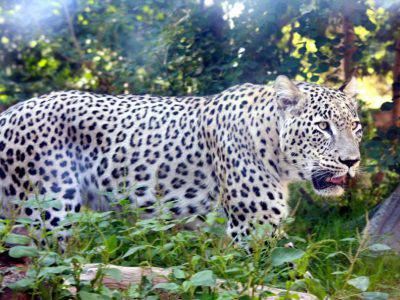 leopardo persiano2