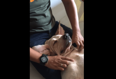 massaggio cane