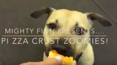 pizza cane pitbull finn